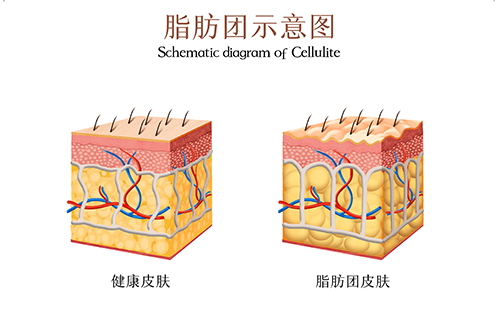 人体成分分析仪